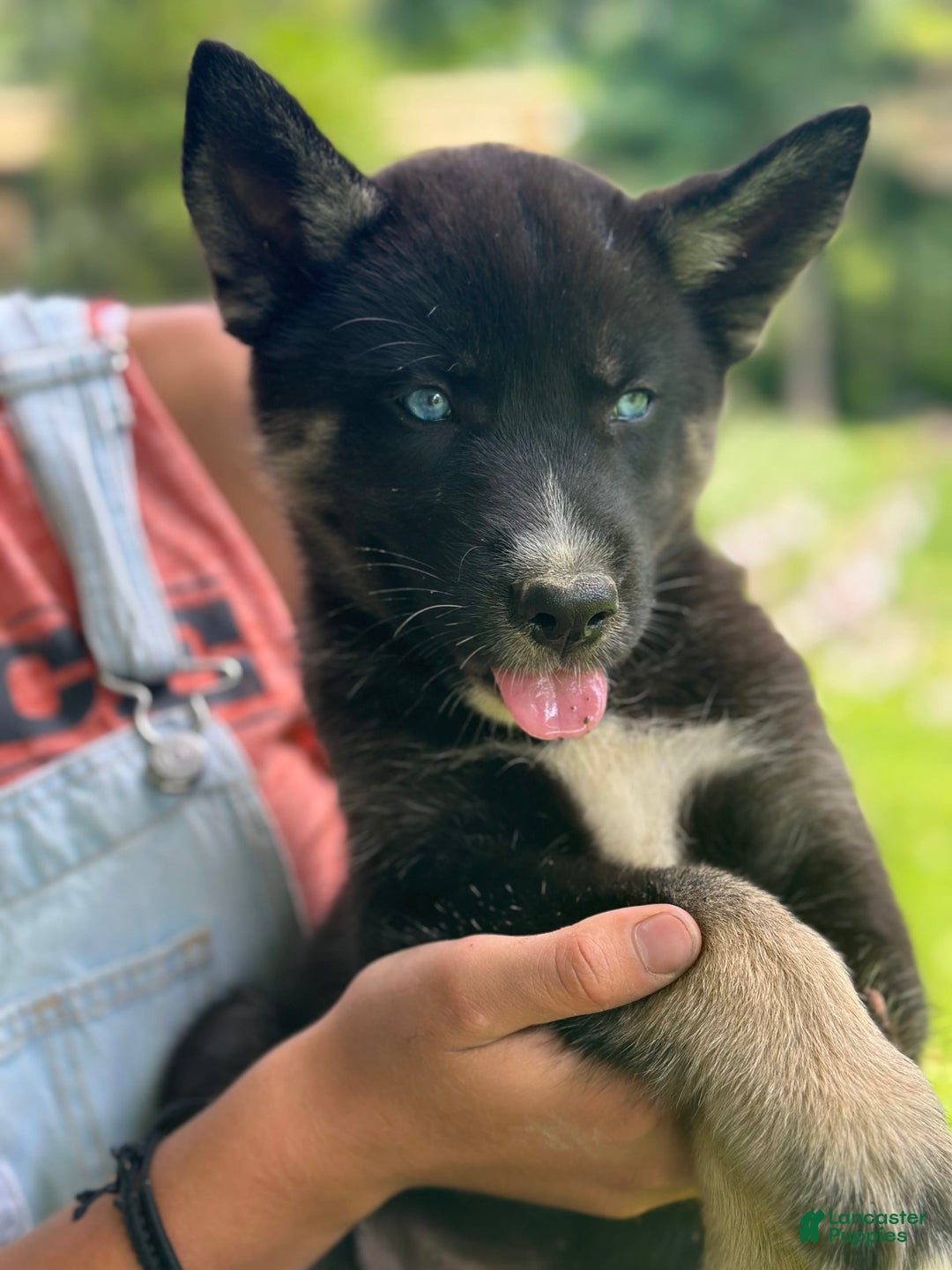 Gerberian Shepsky dogs for sale: Pixy - Image 4