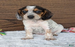 Beagle dogs for sale: Lexi - Image 6