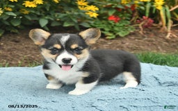 Welsh Corgi Pembroke dogs for sale: Cayenne - Image 5