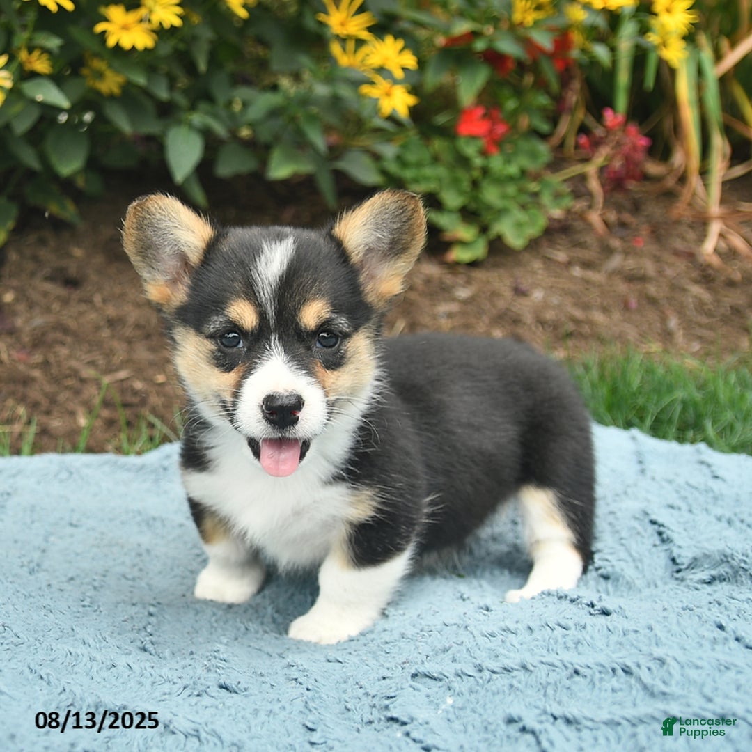 Welsh Corgi Pembroke dogs for sale: Cayenne - Image 5