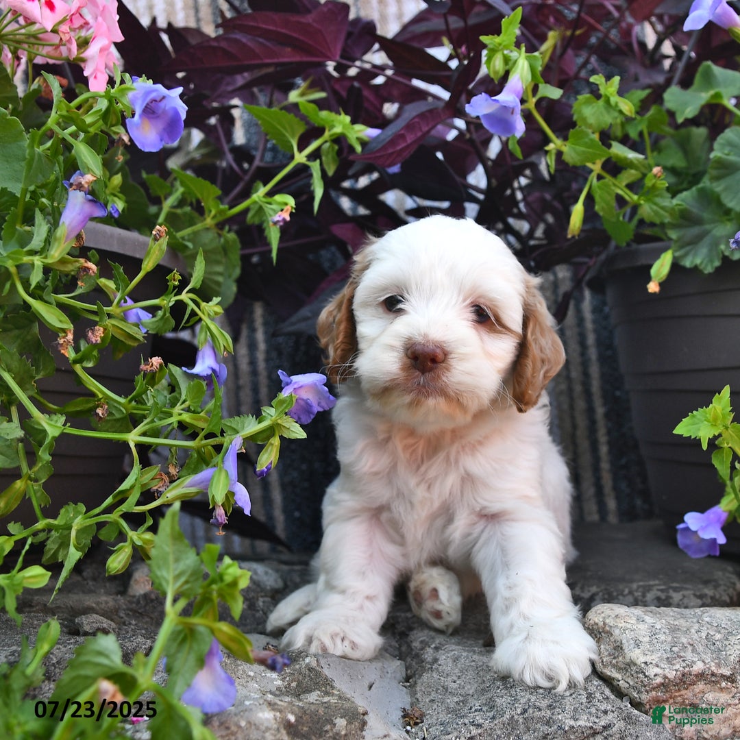 Cockapoo dogs for sale: Marshmallow - Image 2