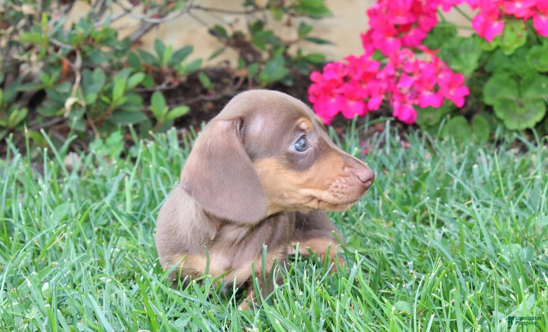 Dachshund dogs for sale: Prince - Image 5
