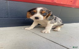Beaglier dogs for sale: Alec - Image 8