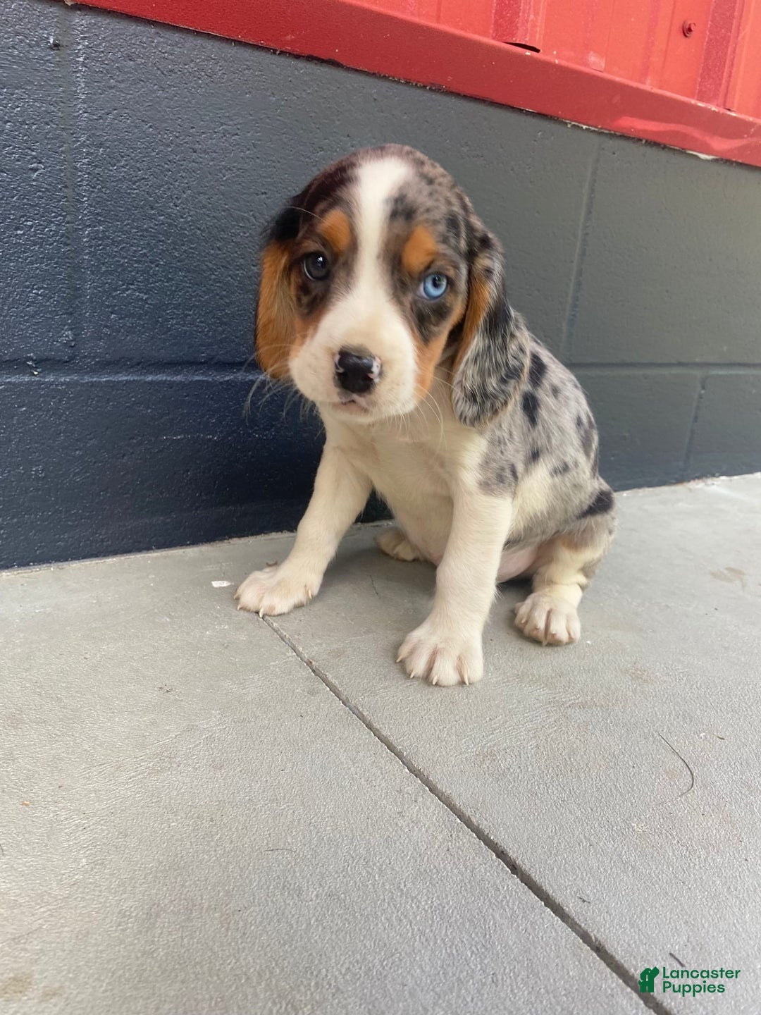 Beaglier dogs for sale: Alec - Image 8
