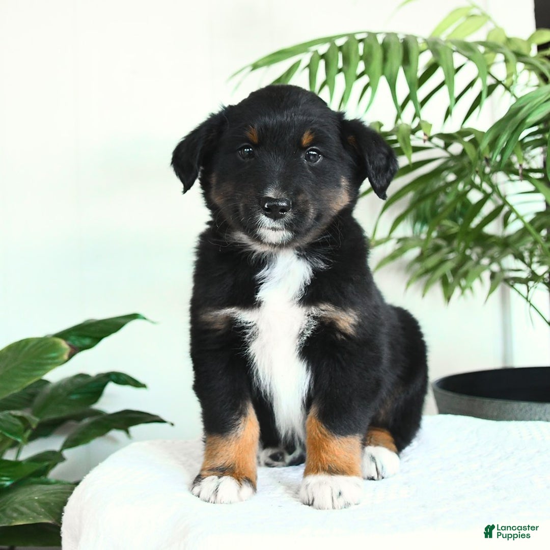 Australian Shepherd dogs for sale: Bristol - Image 3