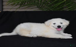 Golden Retriever dogs for sale: Kooper - Image 5