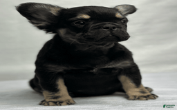 French Bulldog dogs for sale: Roxy - Image 5