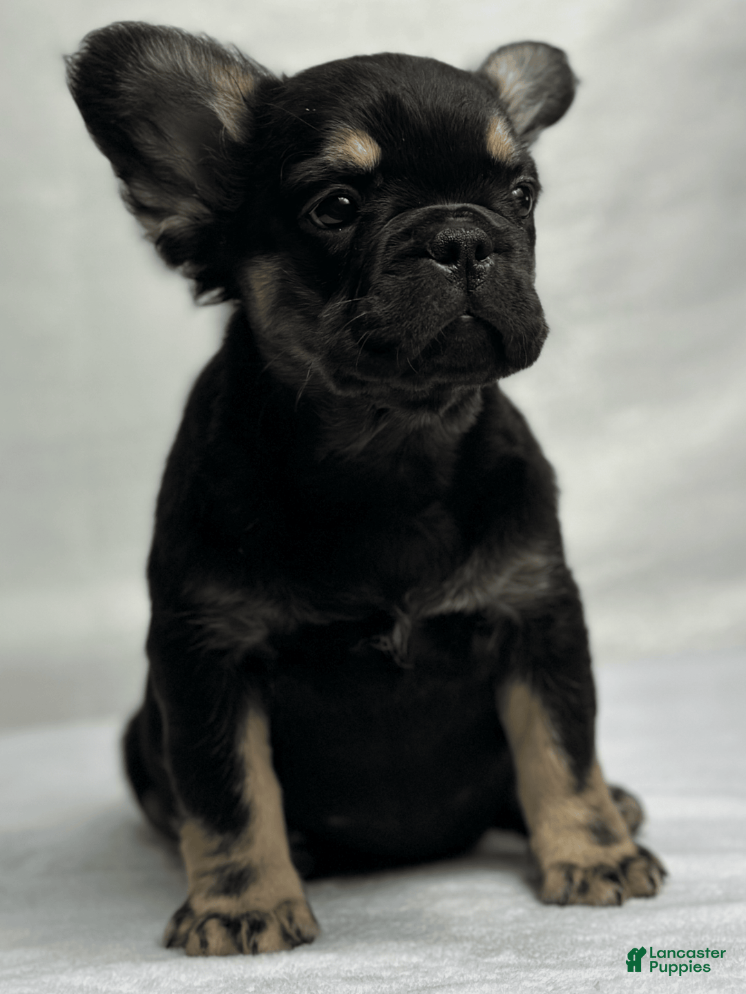 French Bulldog dogs for sale: Roxy - Image 5