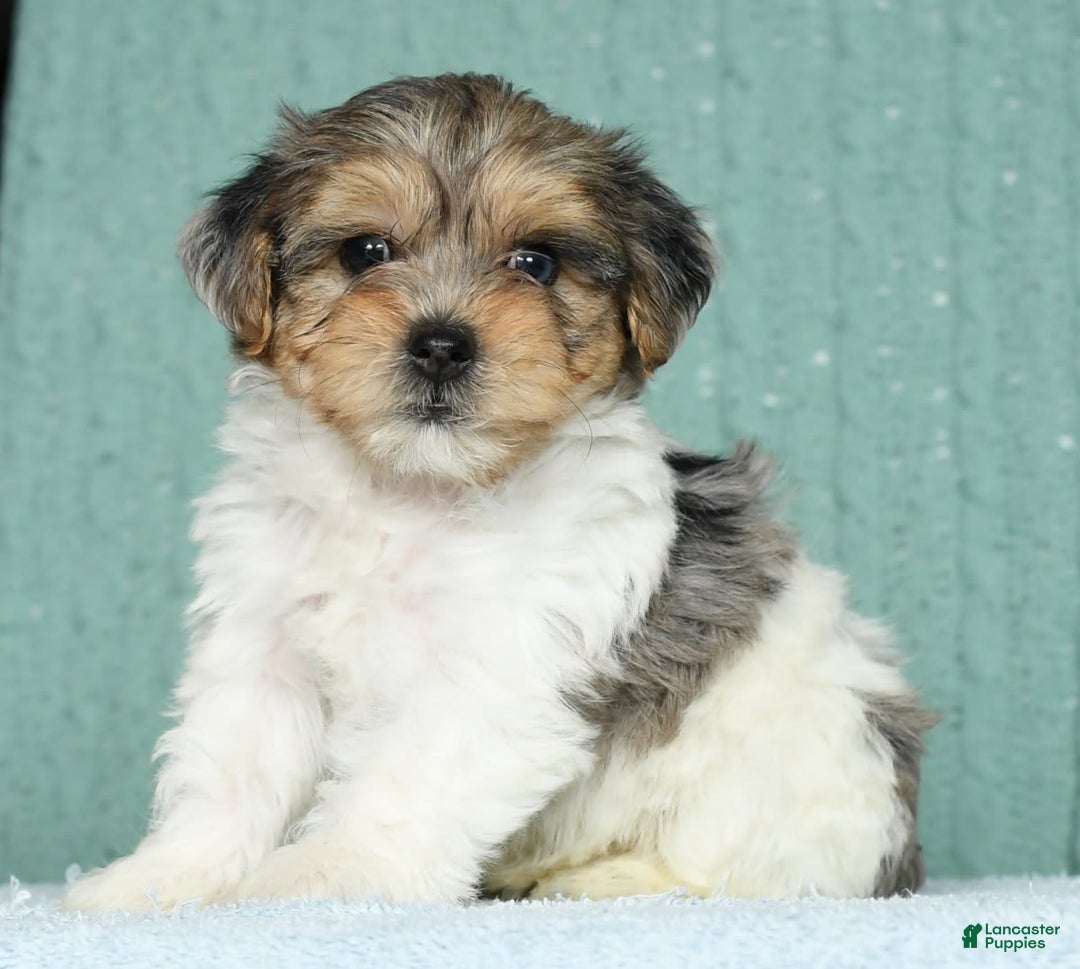 Yorkiepoo dogs for sale: Baxter - Image 3