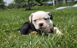 Olde English Bulldogge dogs for sale: Roger - Image 24