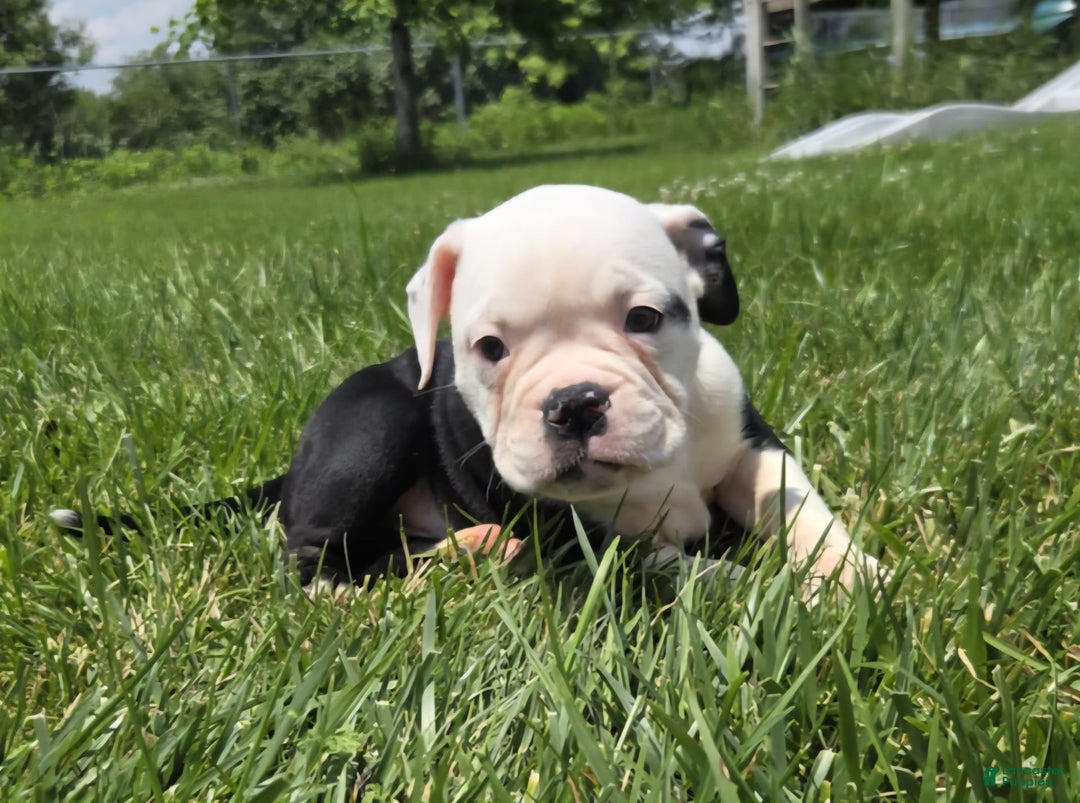 Olde English Bulldogge dogs for sale: Roger - Image 24