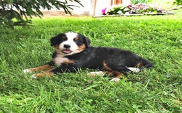 Bernese Mountain Dog dogs for sale: Lael - Listing for pets: Lael, Licia, Vincent, Virgil - Image 5