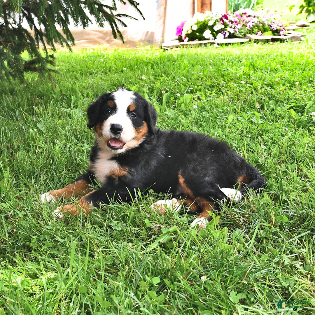 Bernese Mountain Dog dogs for sale: Lael - Listing for pets: Lael, Licia, Vincent, Virgil - Image 5