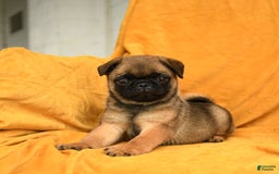 Pug dogs for sale: Pudgy - Image 1
