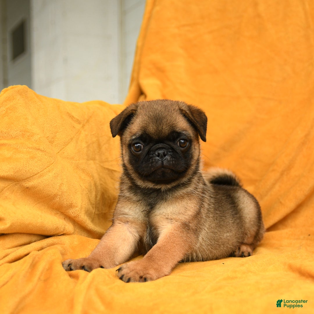 Pug dogs for sale: Pudgy - Image 1