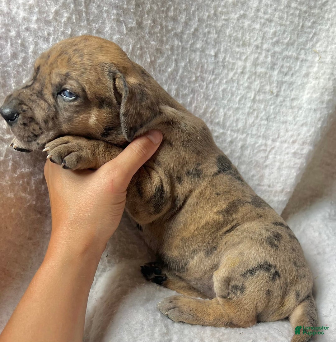 Great Dane dogs for sale: Sarsaparilla - Image 2