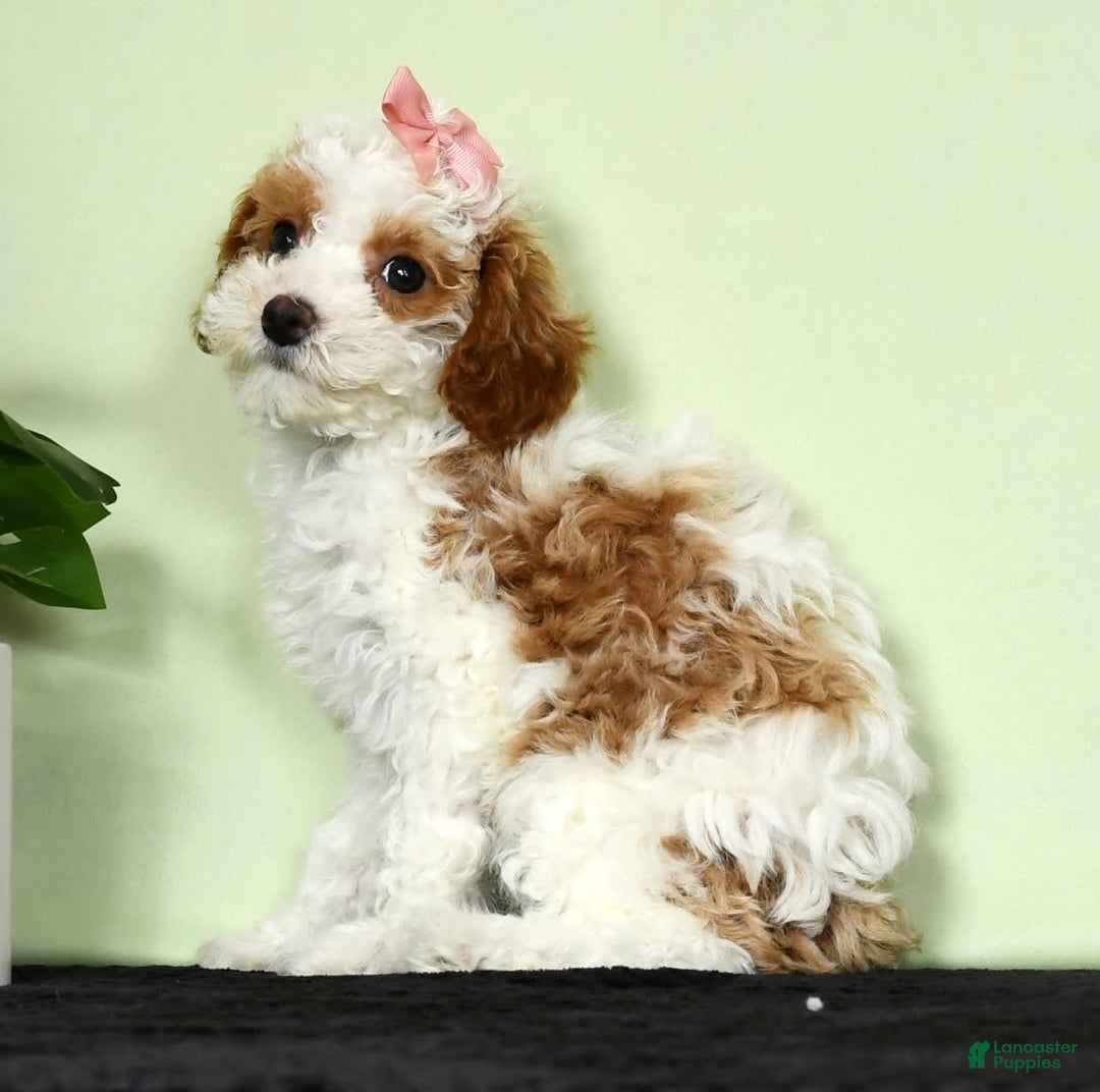 Miniature Poodle dogs for sale: Aubrey - Image 8