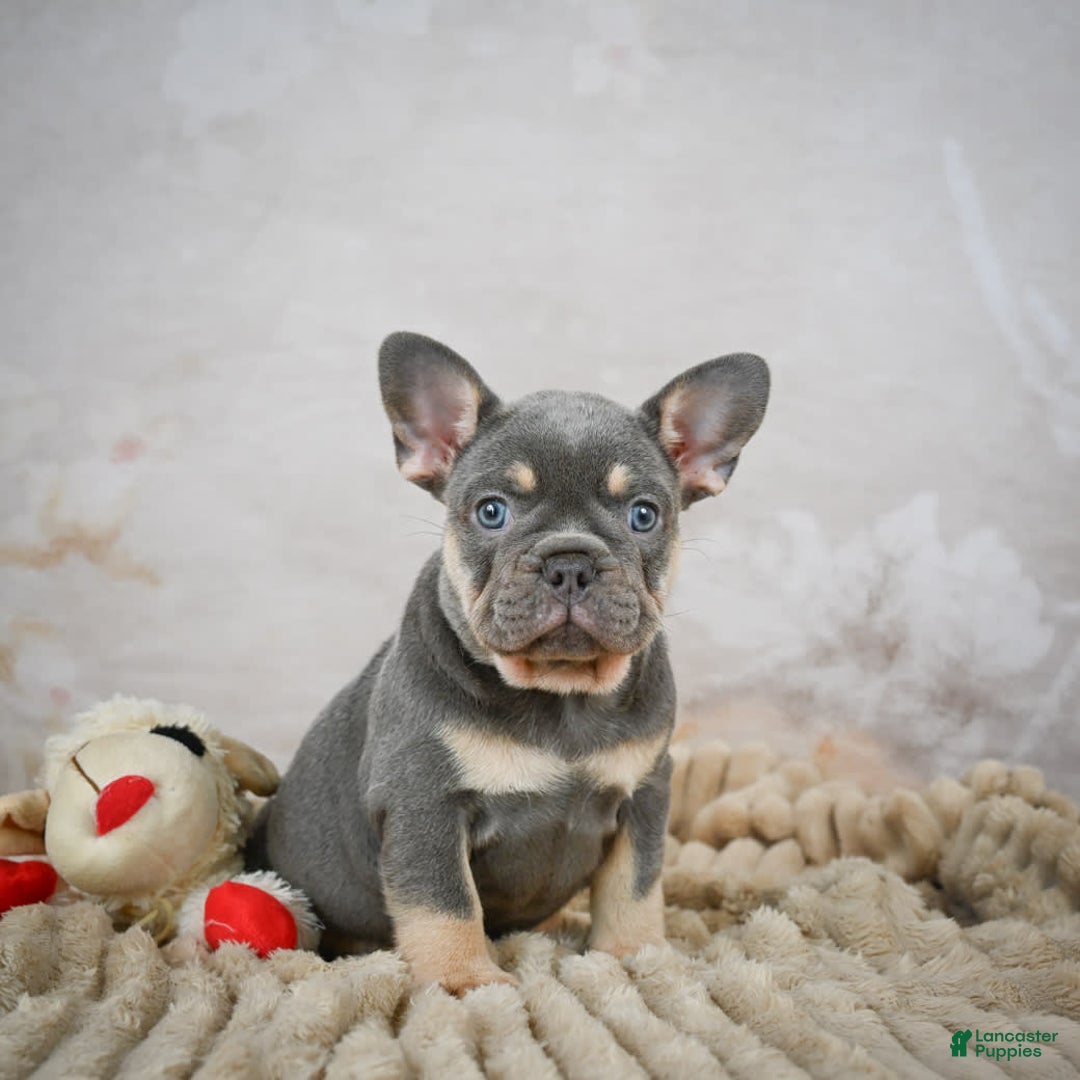French Bulldog dogs for sale: Ivy - Image 5