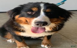 Mini Bernedoodle dogs for sale: Tate - Image 10