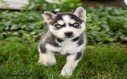 Pomsky dogs for sale: King - Image 3