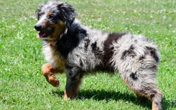 Miniature Australian Shepherd dogs for sale: Alex - Image 3