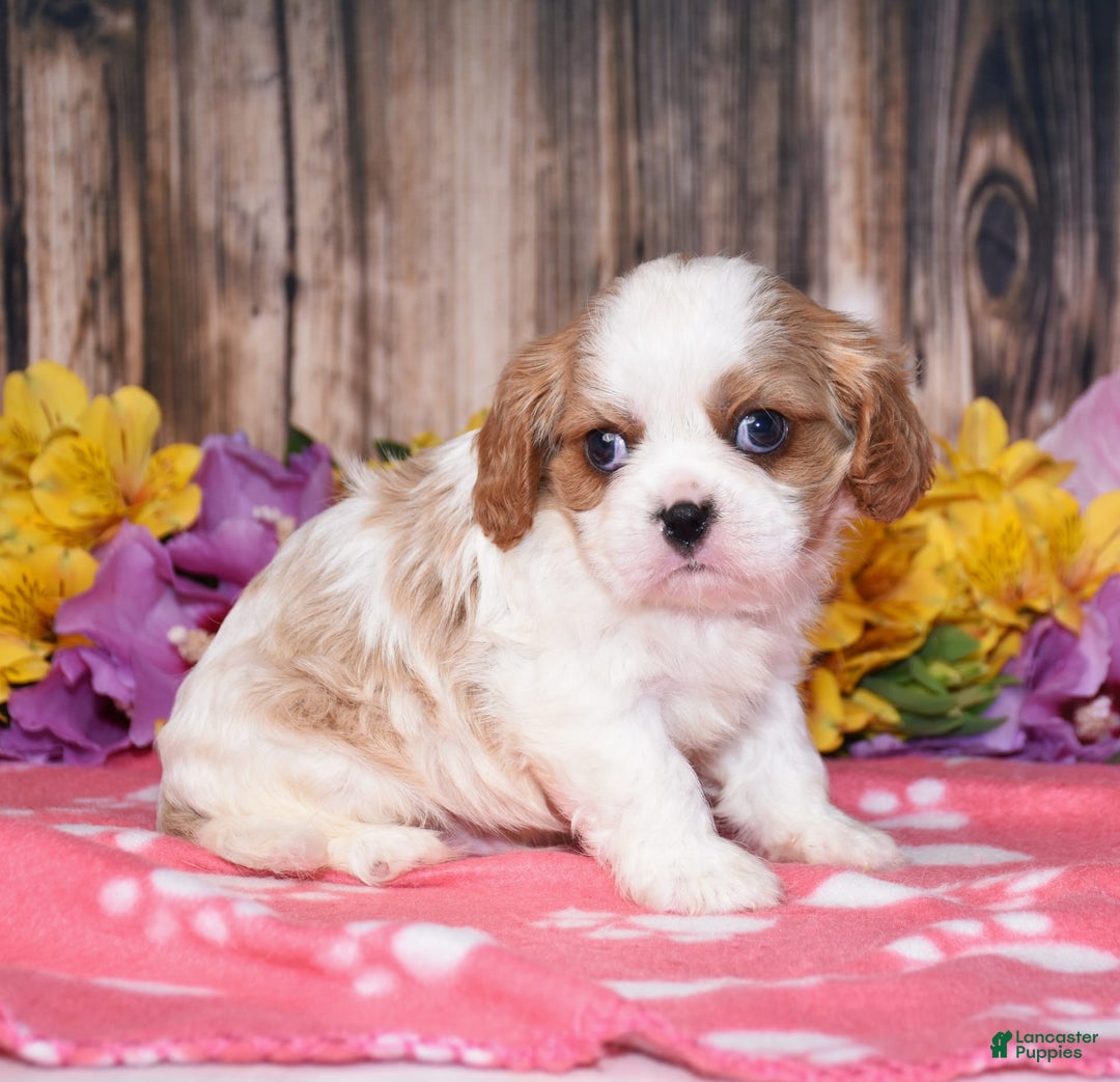 Cavalier King Charles Spaniel dogs for sale: Elliot - Image 2