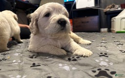 Goldendoodle dogs for sale: Marshall F1b Goldendoodle - Image 2