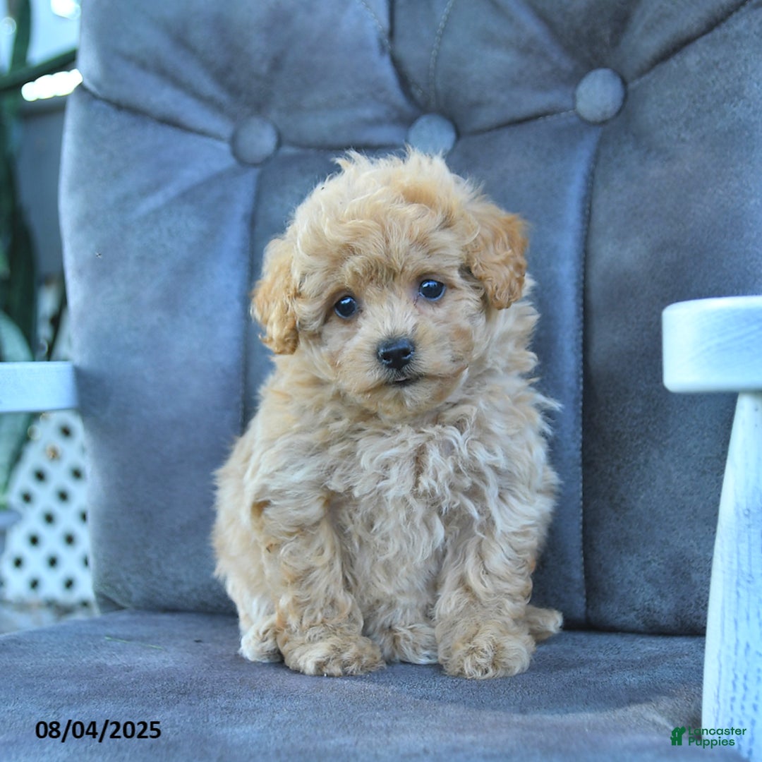 Maltipoo dogs for sale: Sprinkles - Image 2