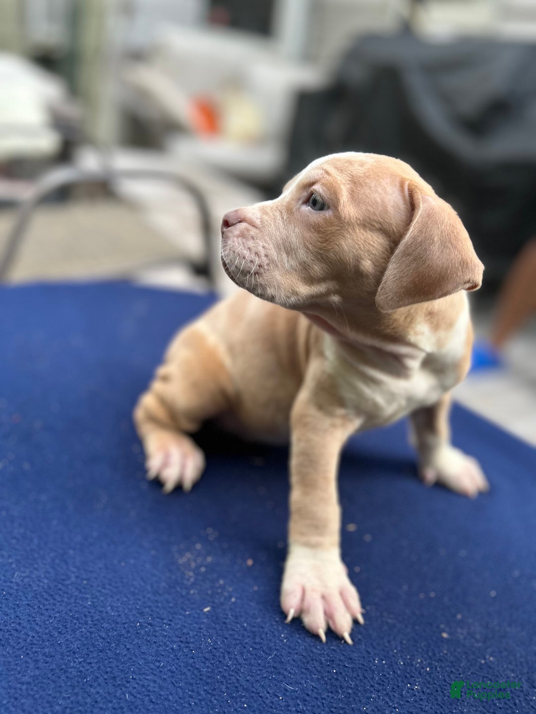 American Bully dogs for sale: Dime - Image 5