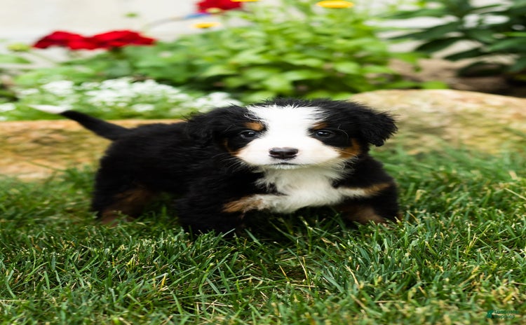 Bernese Mountain Dog dogs - Advert 19