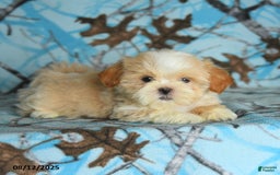 Shih Tzu dogs for sale: River - Image 2