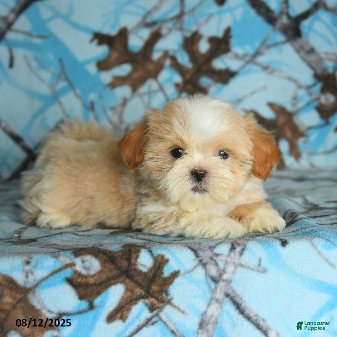 Shih Tzu dogs for sale: River - Image 2