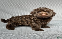 Havapoo dogs for sale: Havapoo 5 puppies - Image 13