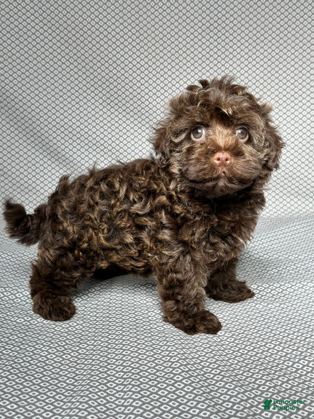 Havapoo dogs for sale: Havapoo 5 puppies - Image 13