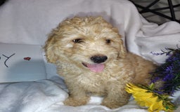 Mini Goldendoodle dogs for sale: Beanie Baby - Image 5