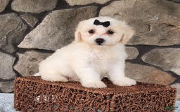 Bichpoo dogs for sale: Echo - Image 2