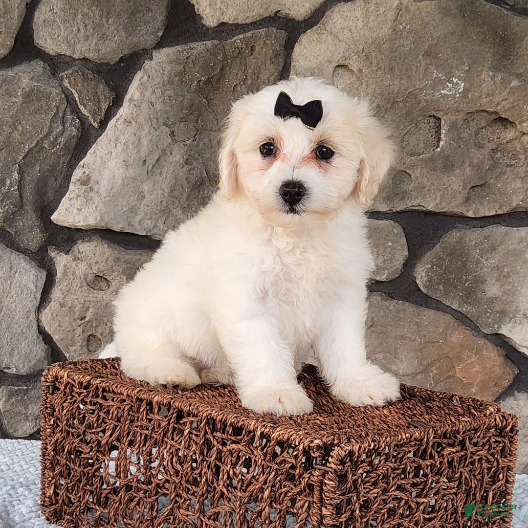 Bichpoo dogs for sale: Echo - Image 2