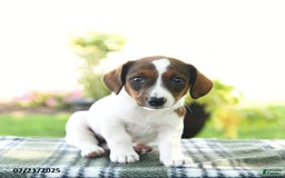 Jack Russell Terrier dogs for sale: Misty - Image 3