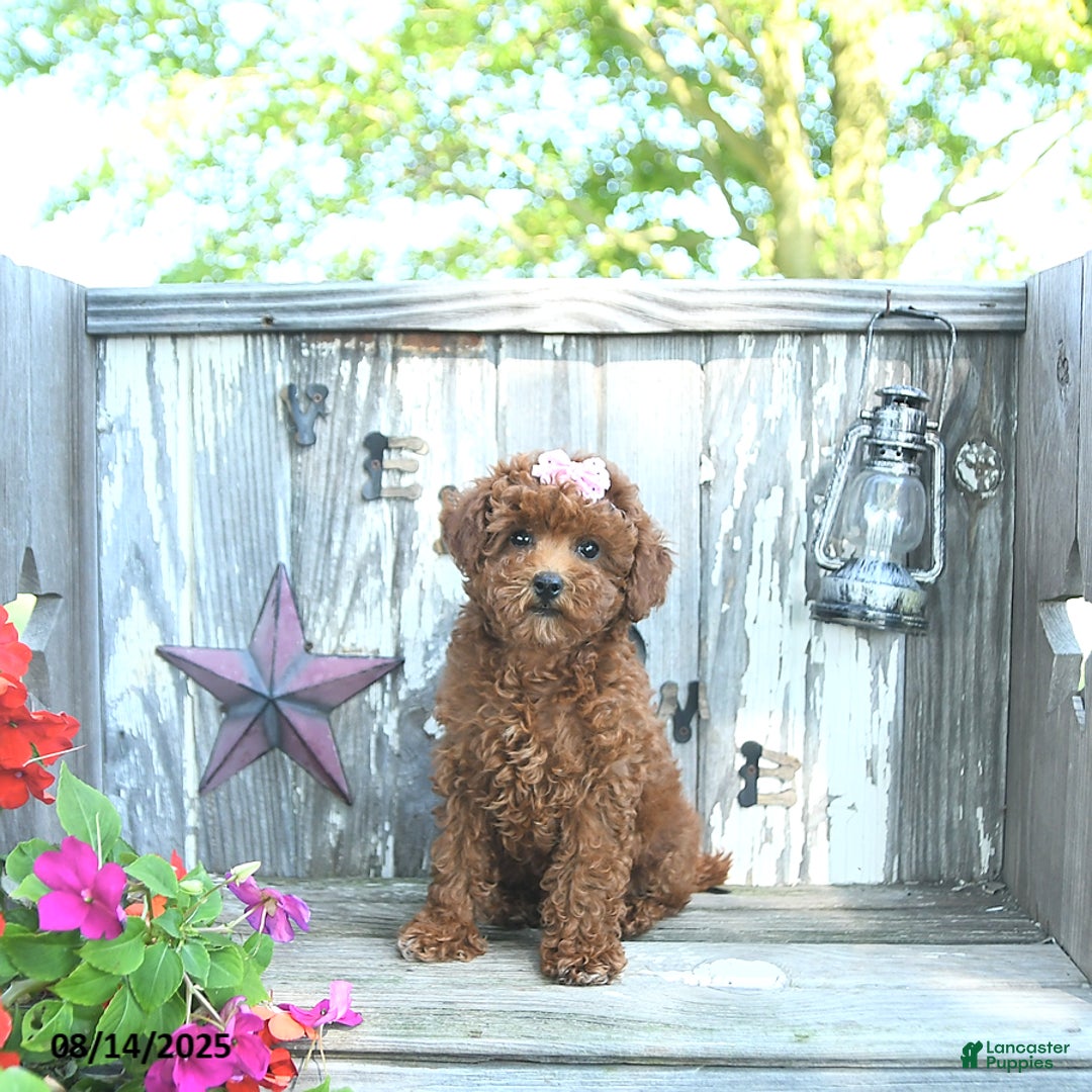 Toy Poodle dogs for sale: Amber - Image 2