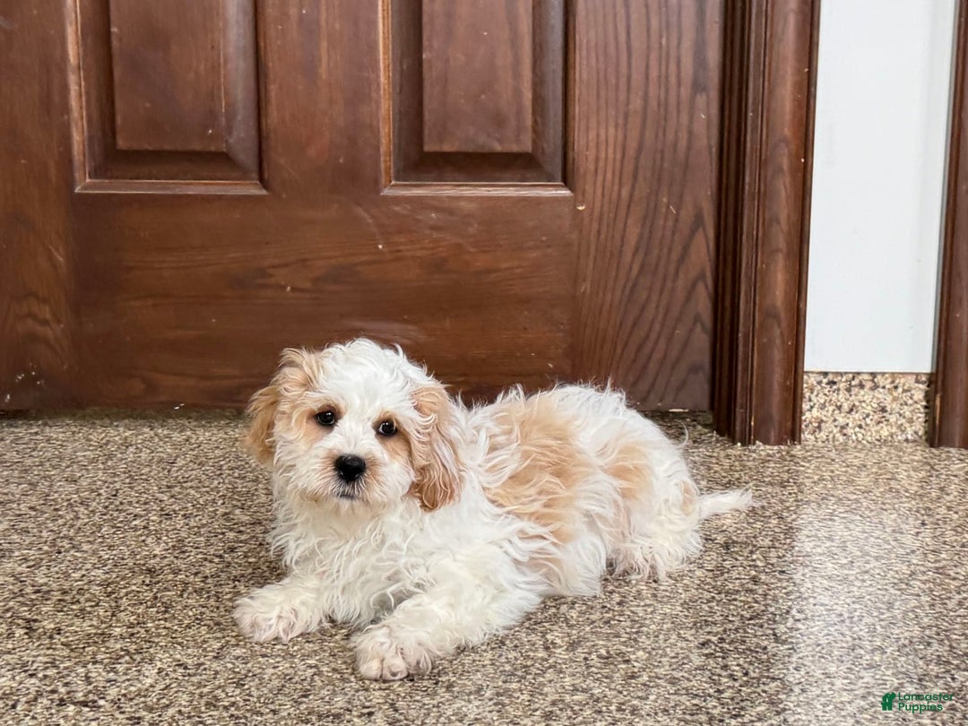 Havanese dogs for sale: George - Image 5