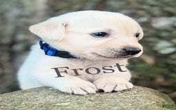 Labrador Retriever dogs for sale: Frost - Image 1
