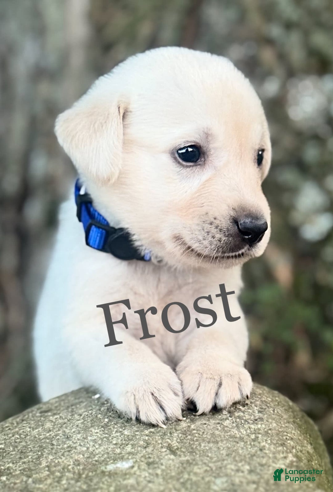 Labrador Retriever dogs for sale: Frost - Image 1