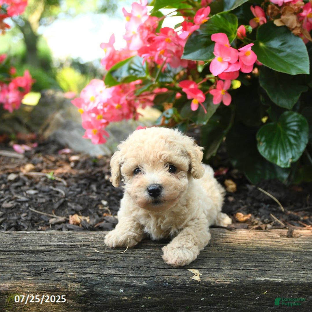Bichpoo dogs for sale: Alyssa - Image 2
