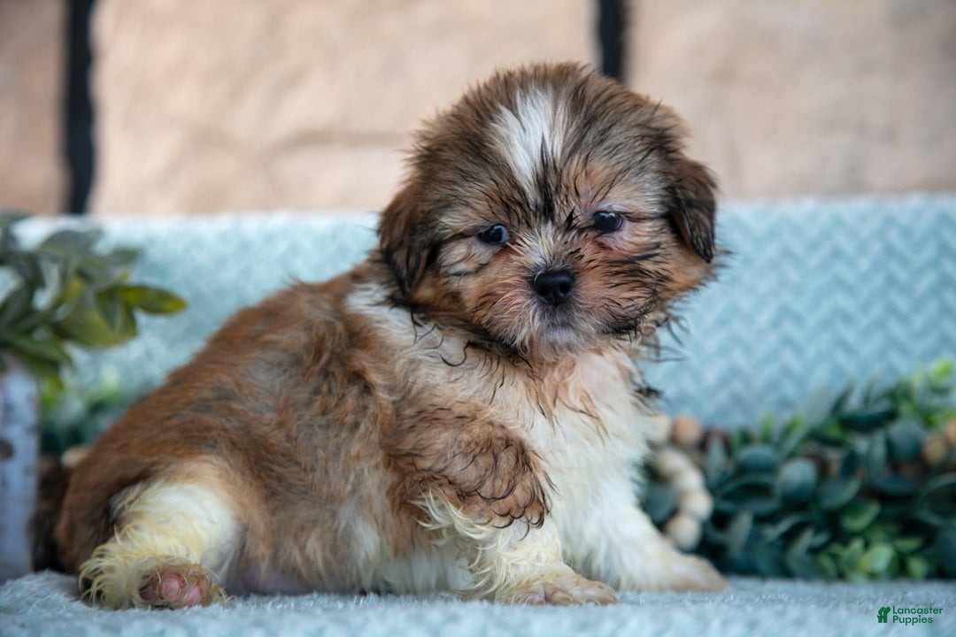 Shih Tzu dogs for sale: Travis - Image 3