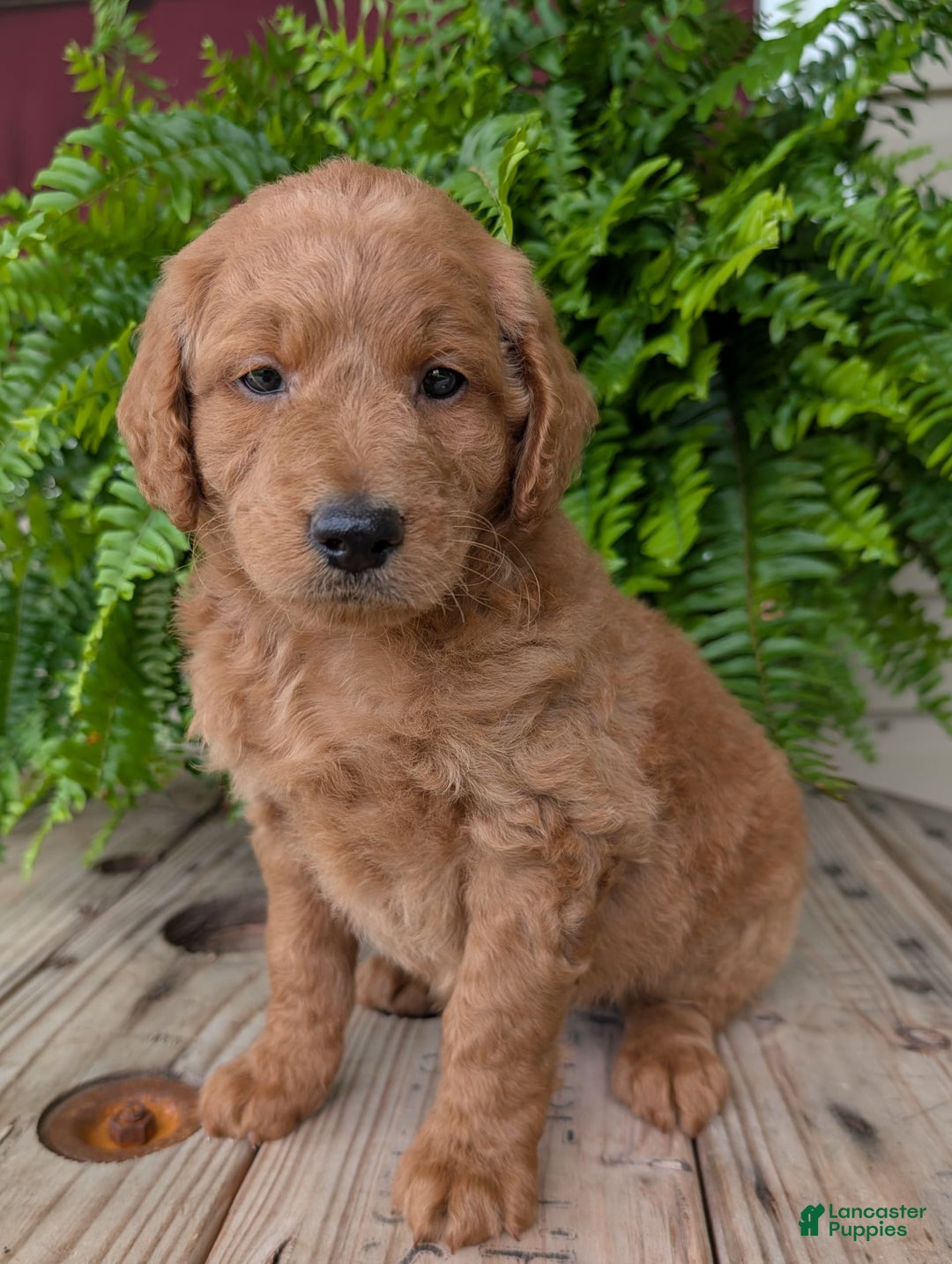 Goldendoodle dogs for sale: Reed - Image 8