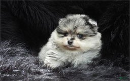 Pomeranian dogs for sale: Pepper - Image 1