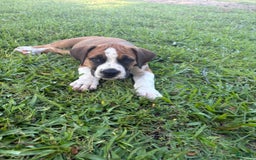 South African Boerboels dogs for sale: Galloway Girl - Image 5