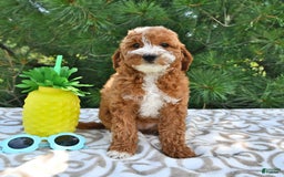 Mini Goldendoodle dogs for sale: Emma - Image 18