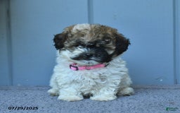 Shihpoo dogs for sale: Holly - Image 3