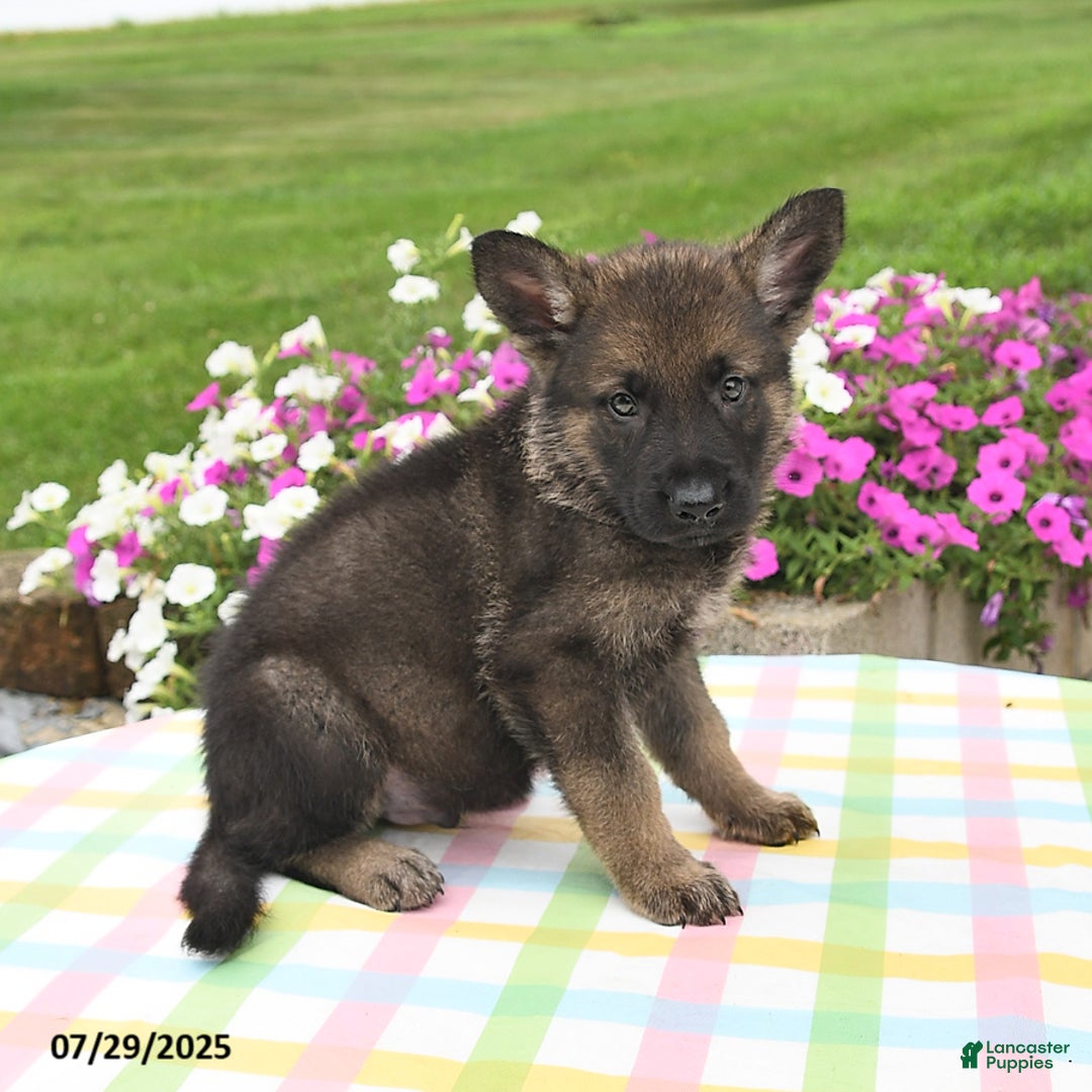 German Shepherd dogs for sale: Ruger - Image 4